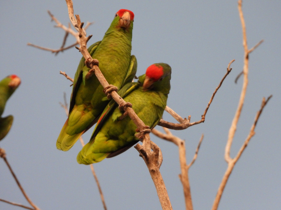 Joe and Tony Oliveira Park-布朗斯维尔必去景点