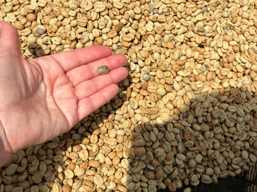 Fairview Coffee Estate-内罗毕必去景点