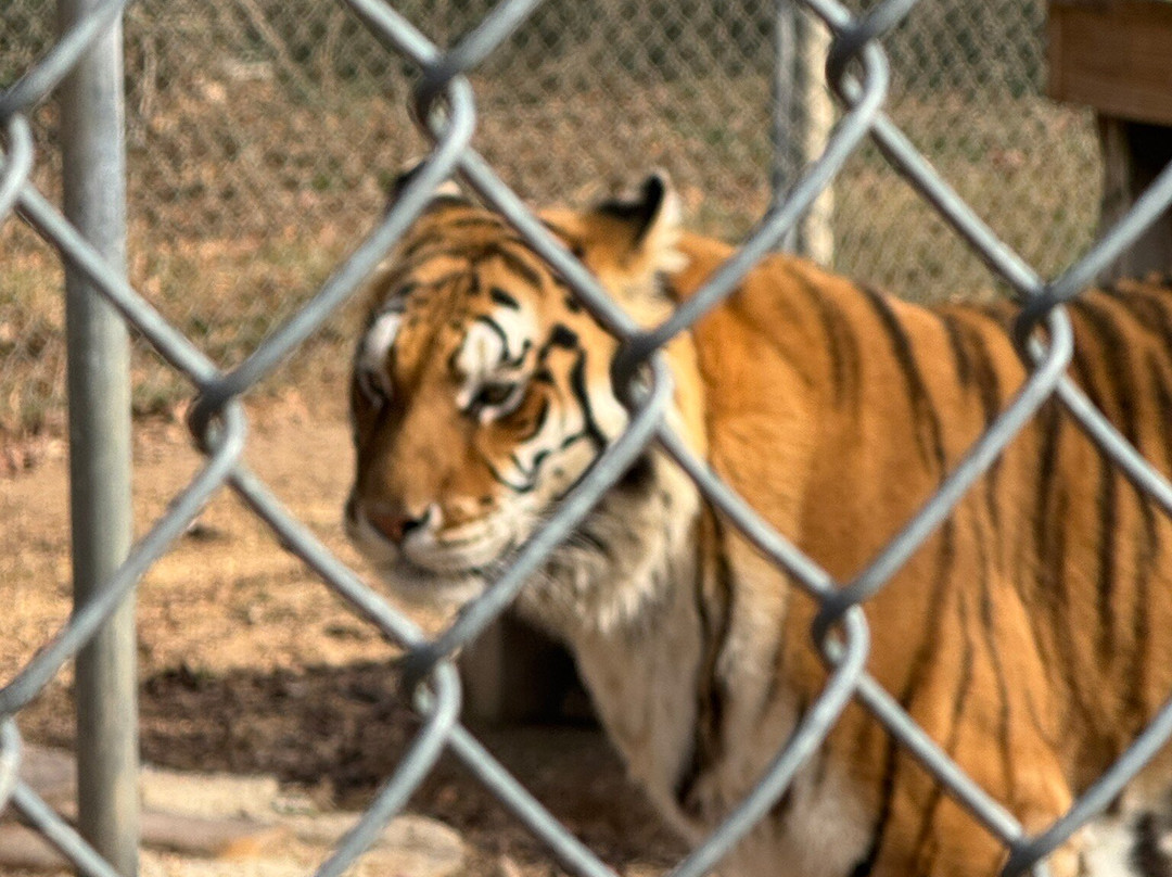 Tigers For Tomorrow-Attalla必去景点
