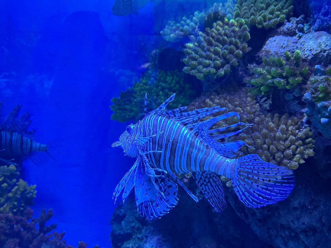 Marassi Aquarium & Underwater Zoo-Diyar Al Muharraq必去景点