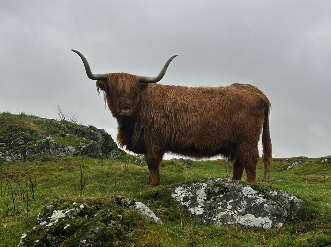 Kitchen Coos & Ewes-New Luce必去景点