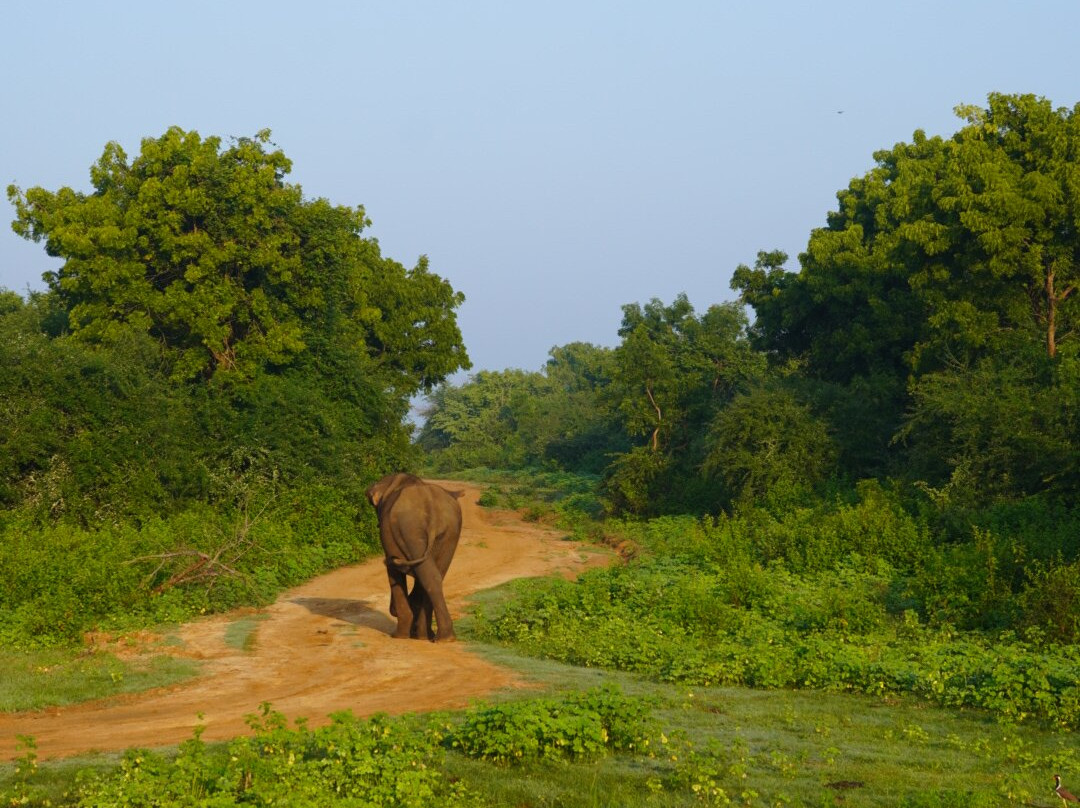 Udawalawe Lahiru Safari Guide Tours-乌达瓦拉维国家公园必去景点