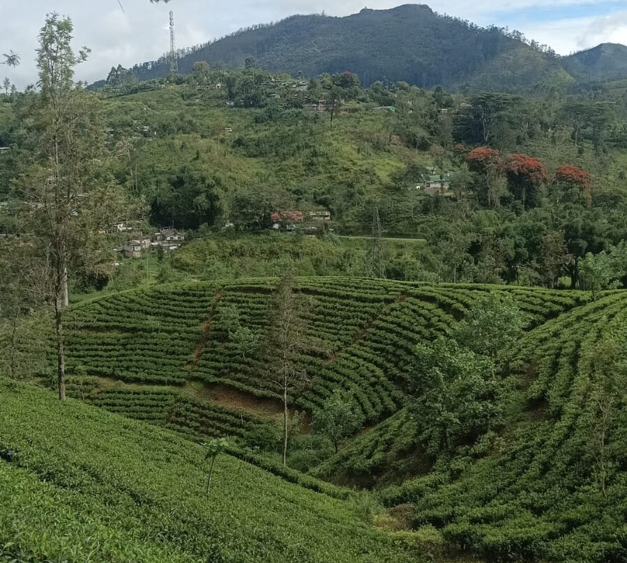 Princess of Dickoya主图