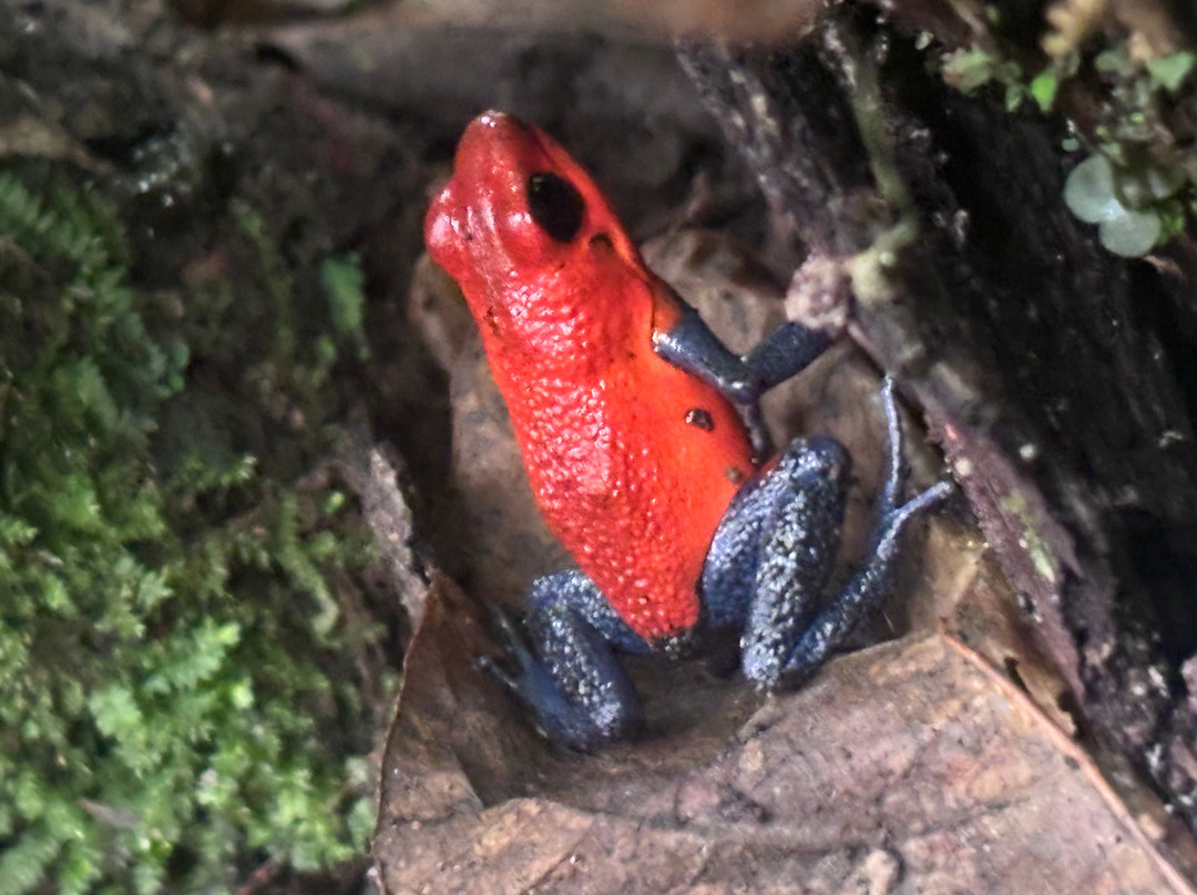 Fayla Tours Costa Rica-萨迪纳尔必去景点