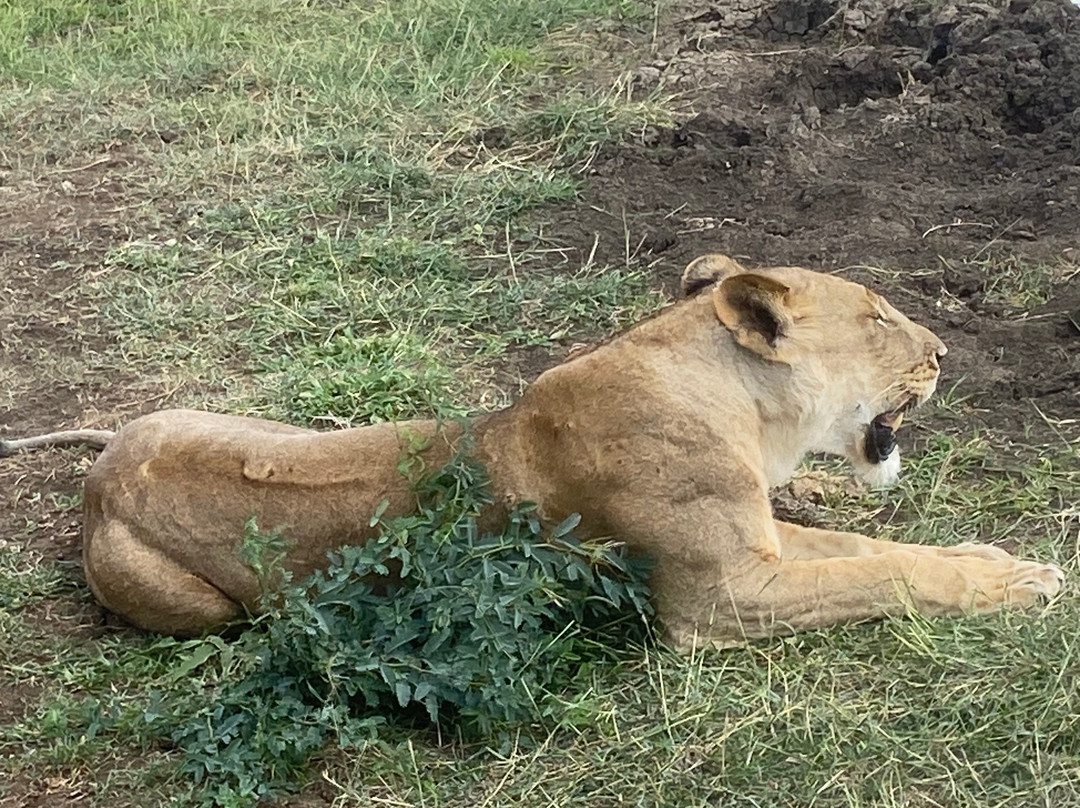 Mufasa Tours and Travels-内罗毕必去景点