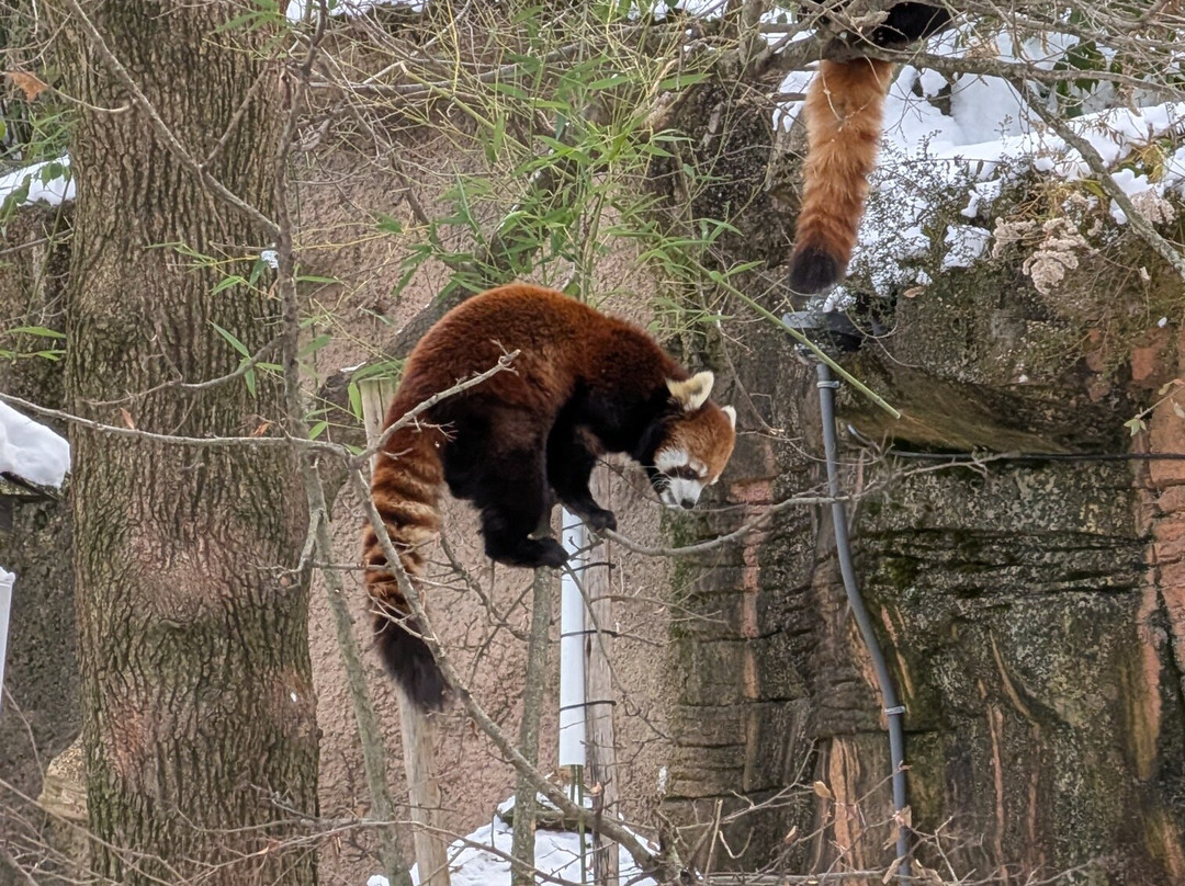 哥伦布动物园-Powell必去景点