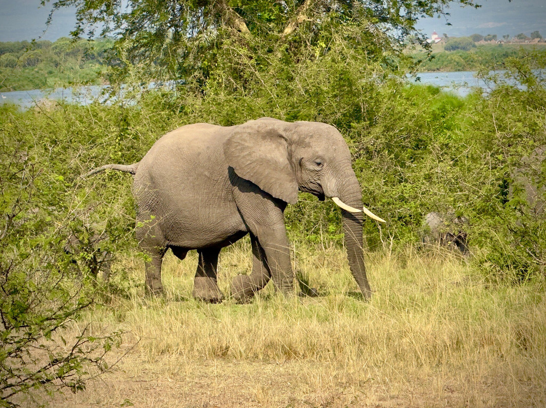 Mamaland Safaris-坎帕拉必去景点