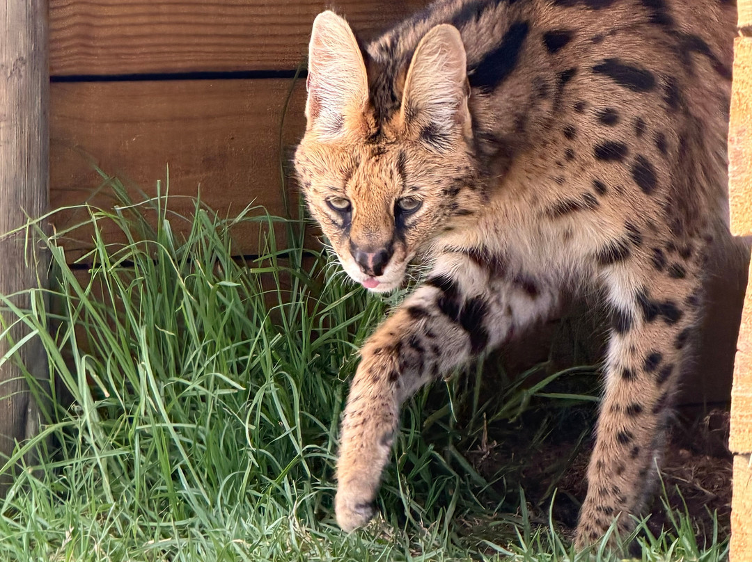 Panthera Africa - Big Cat Sanctuary-斯坦福必去景点