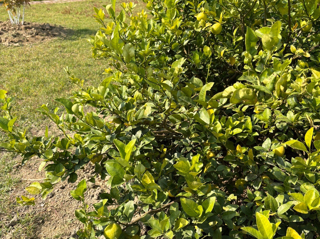 Camp TigerLily主图