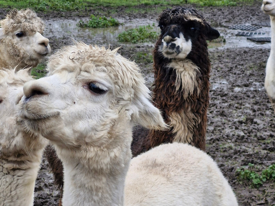 Elmet Alpaca Trekking and Tearoom-Sherburn in Elmet必去景点
