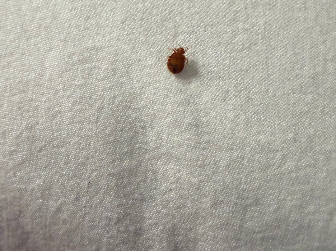 Best Western Plus Atrium Inn主图