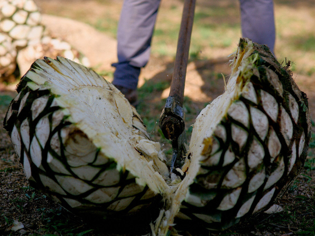 Finca 18-瓦拉塔港必去景点