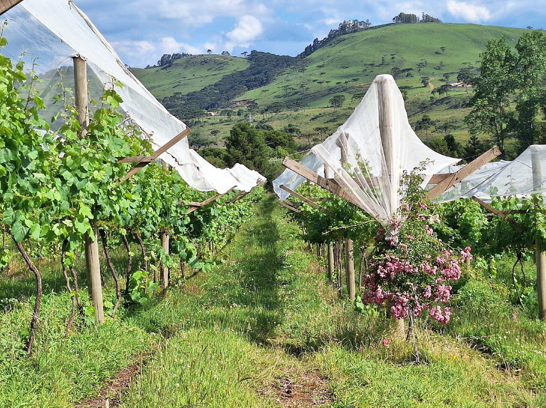Villa Francioni-Sao Joaquim必去景点