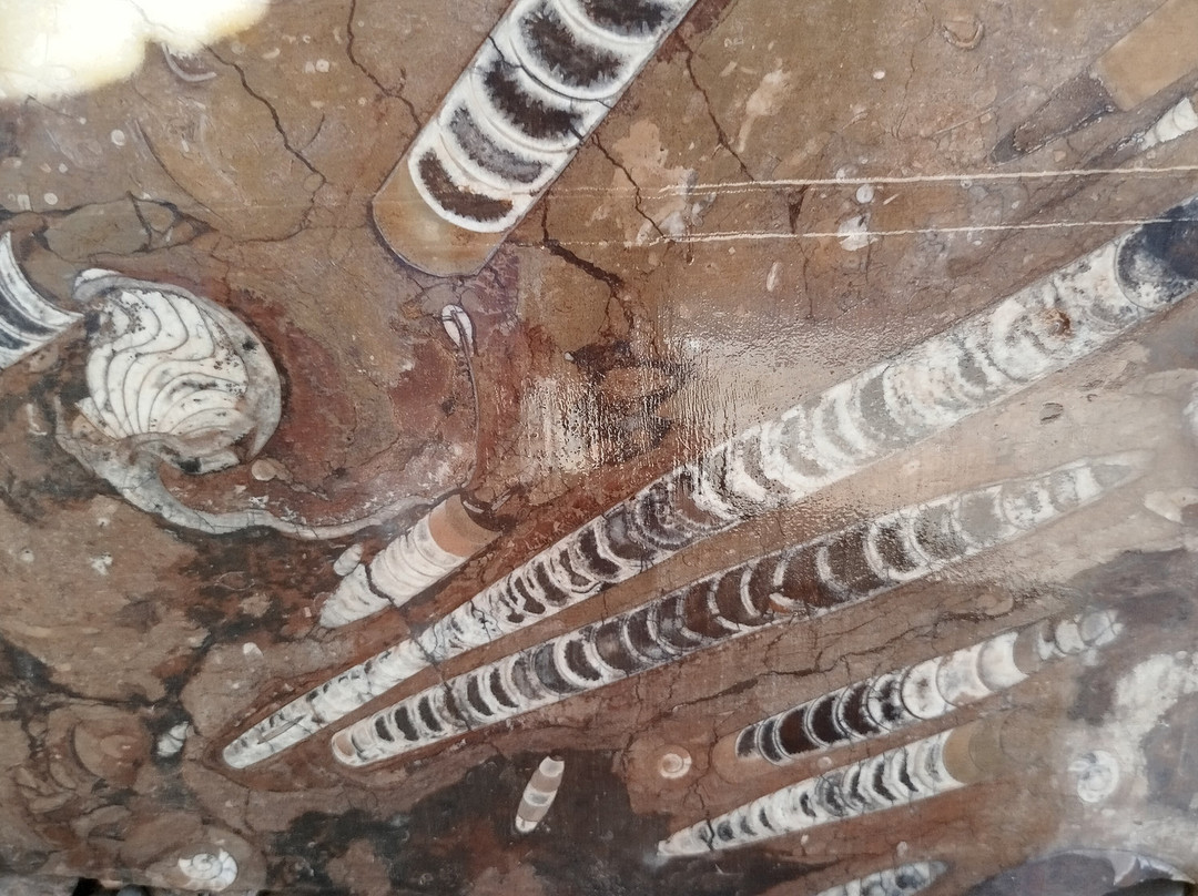 Fossiles d'Erfoud-Erfoud必去景点