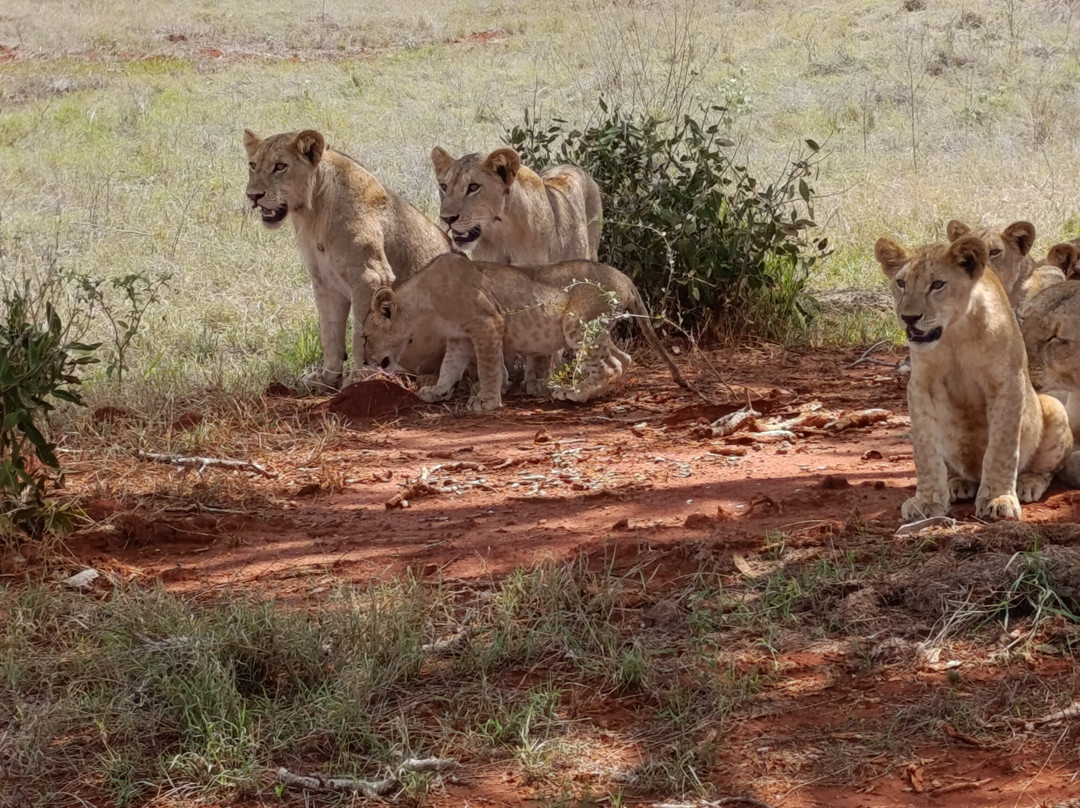 Essenia Safari Experts-内罗毕必去景点