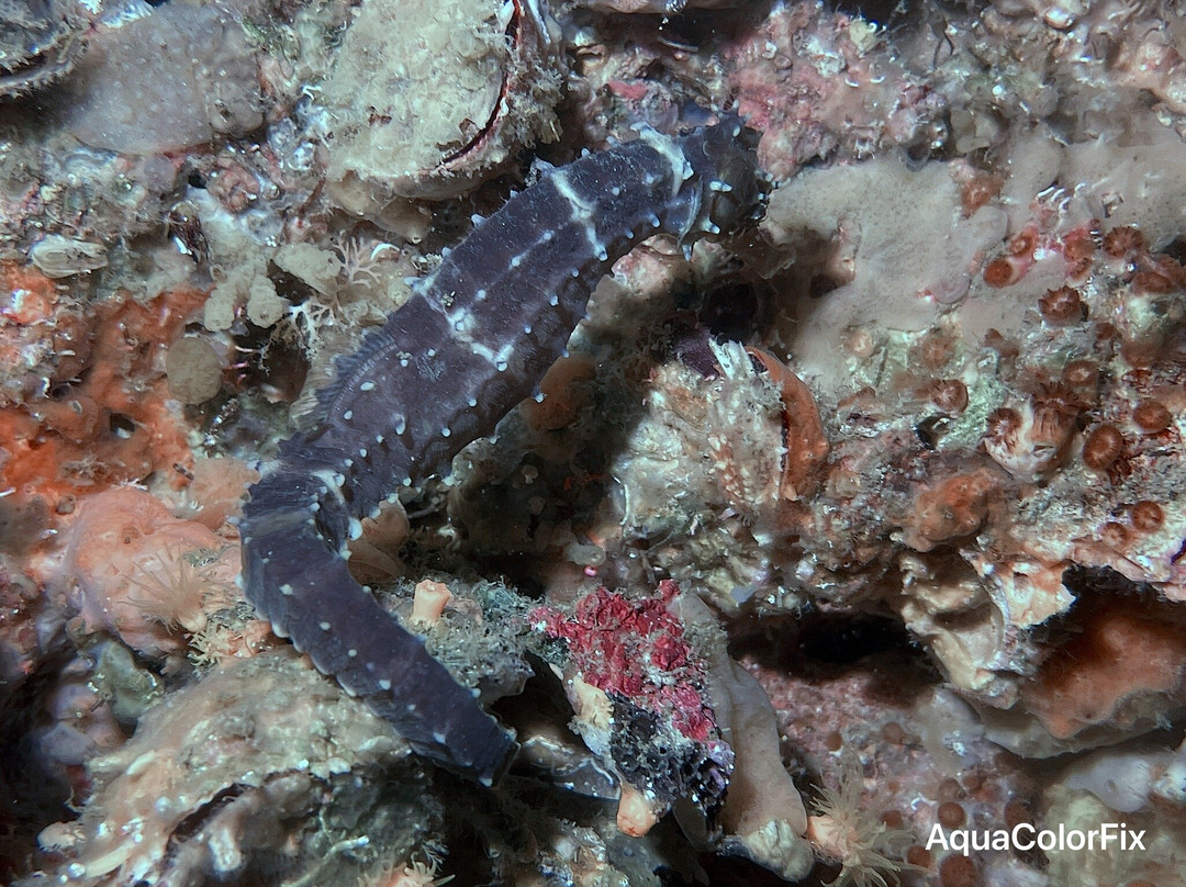 French Kiss Divers-妈妈拍丝瓜岛必去景点