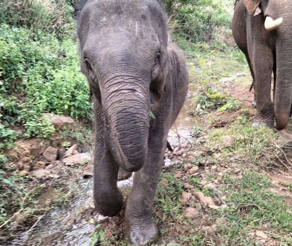 Airavata Elephant Foundation-邦隆必去景点