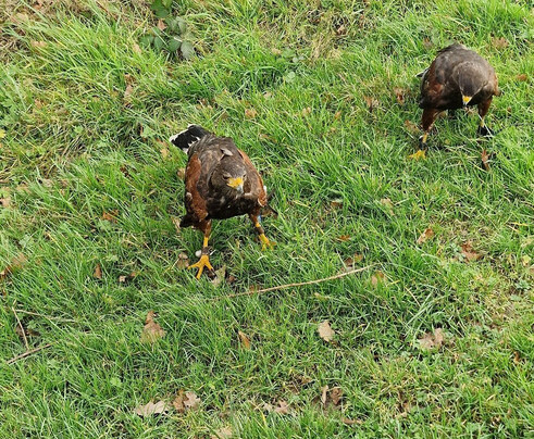 Battlefield Bird of Prey Centre-什鲁斯伯里必去景点