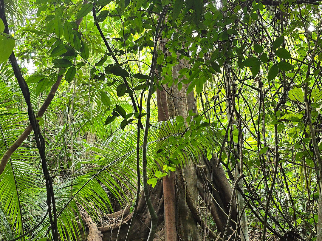 Shanay Timpishka-Pucallpa必去景点