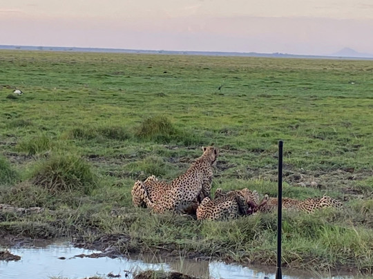 Kikko in Savanna Kenya-瓦塔木必去景点