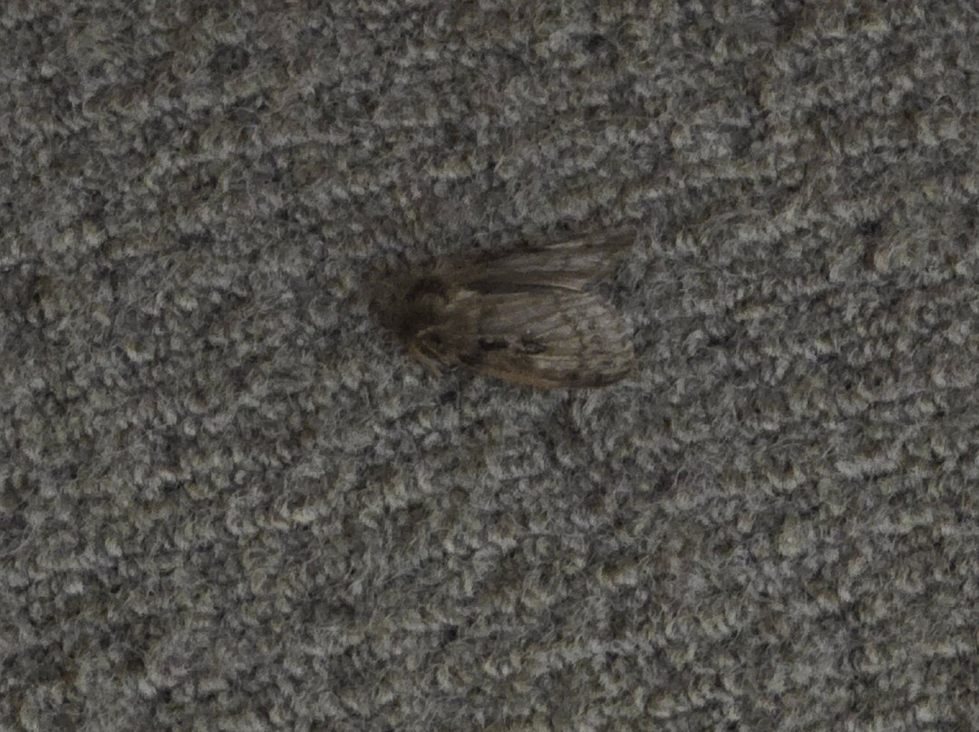 Ten Dollar Town Motel主图