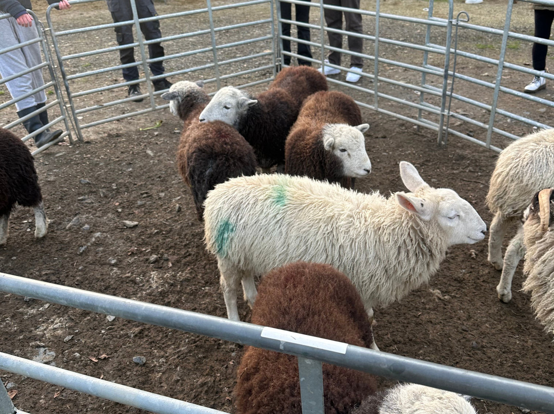 Sheep Smarts-Rathdrum必去景点