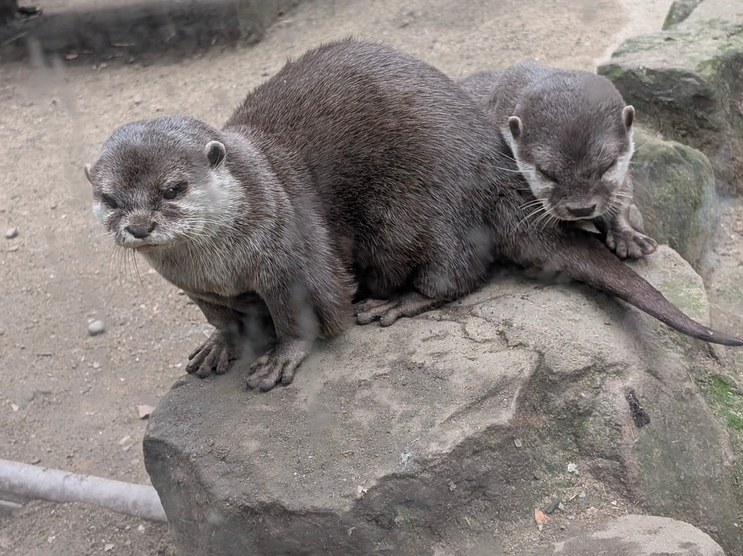 Ponderosa Zoo-Heckmondwike必去景点