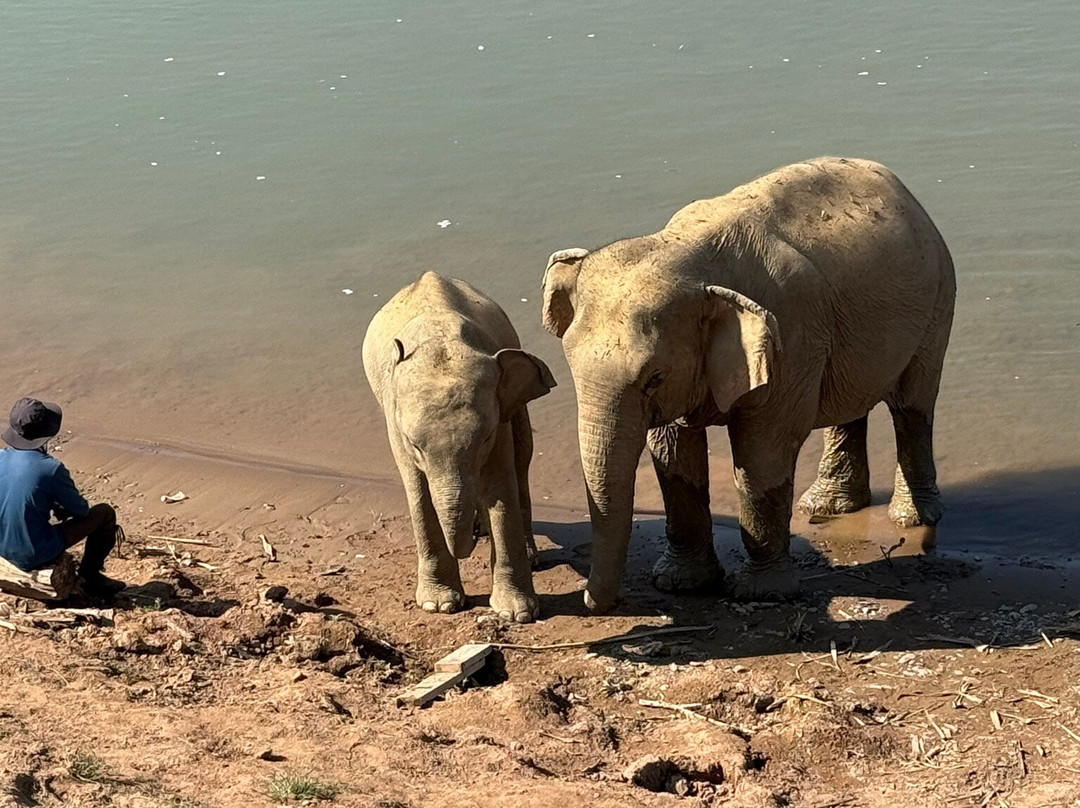 MandaLao Elephant Conservation-琅勃拉邦必去景点
