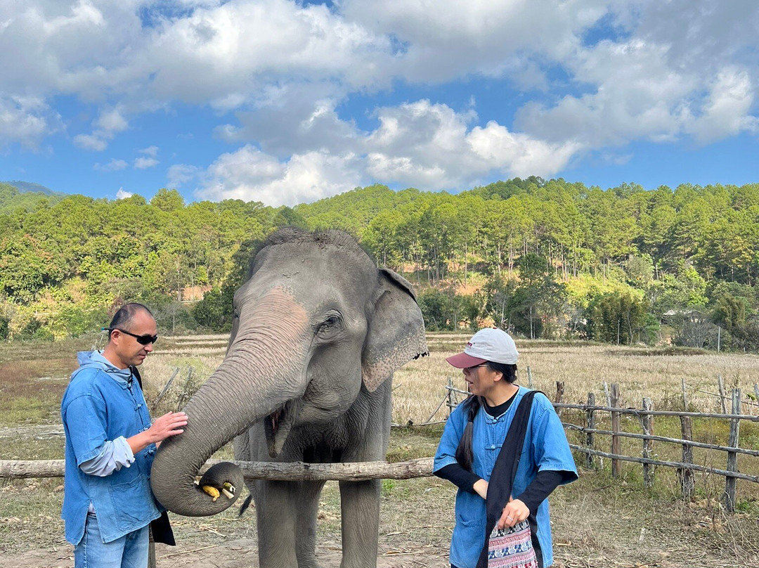 Living Green Elephant Sanctuary-清迈必去景点