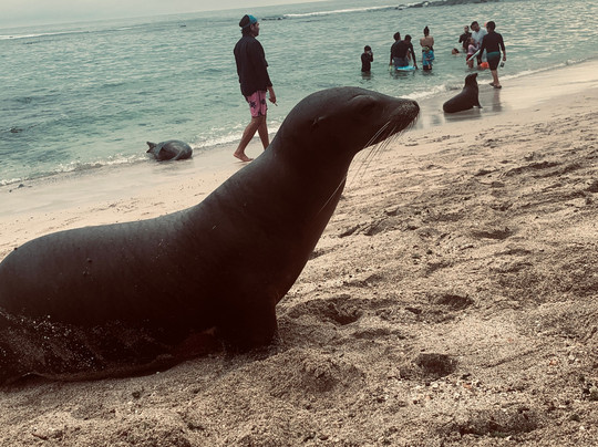 La Loberia-圣克里斯托瓦尔必去景点