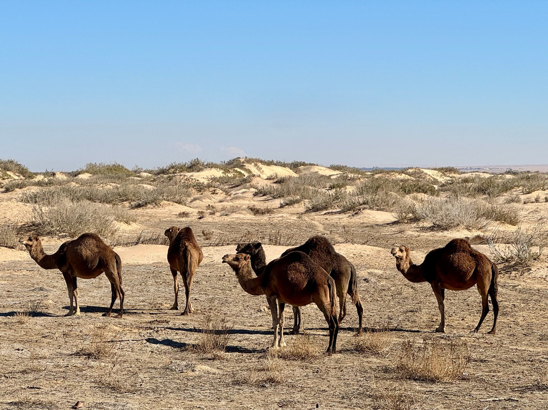 Galaxy Tours | Star Wars Tours & Indiana Jones Tours in Tunisia-塔吐弯必去景点