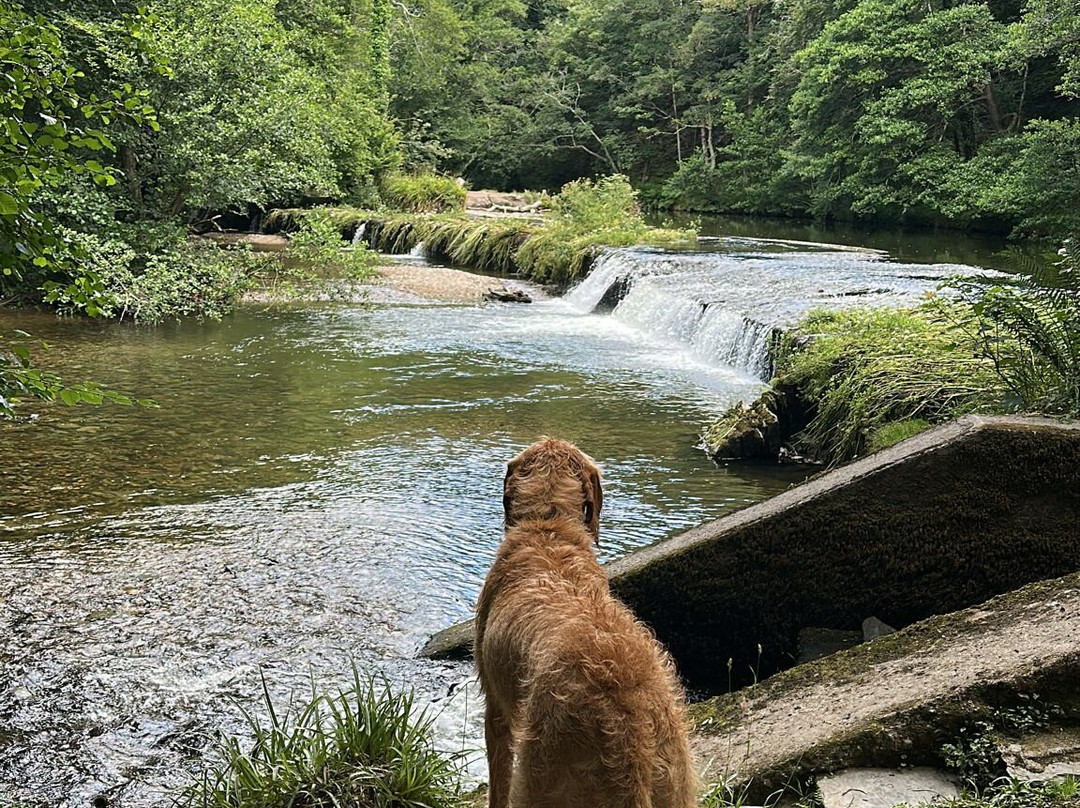Plymbridge Woods-普利茅斯必去景点