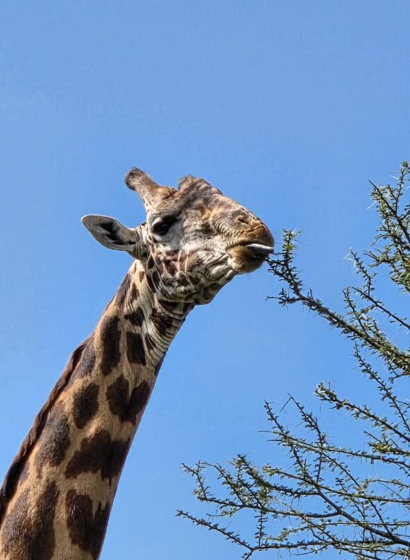 Udare Safari-阿鲁沙必去景点