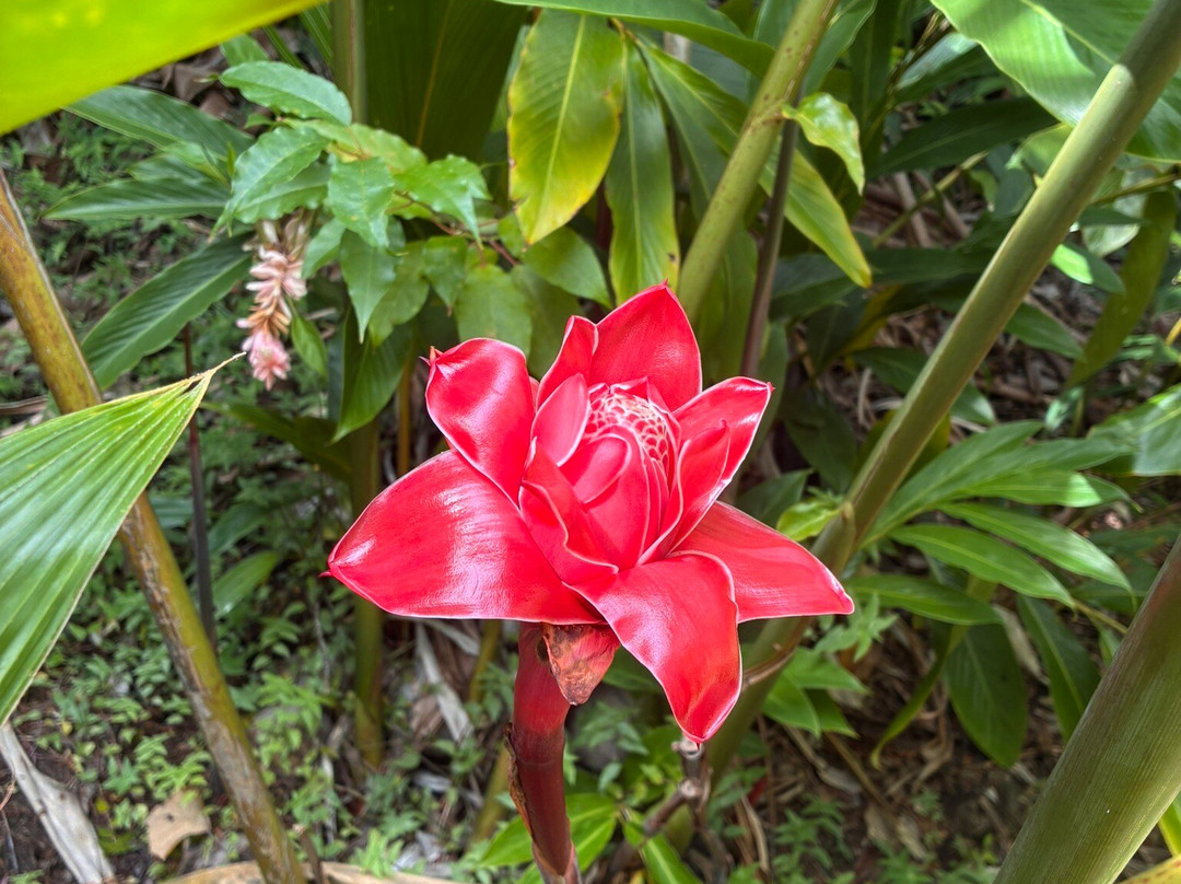 Ecotours Jardin Creole-Le Marin必去景点