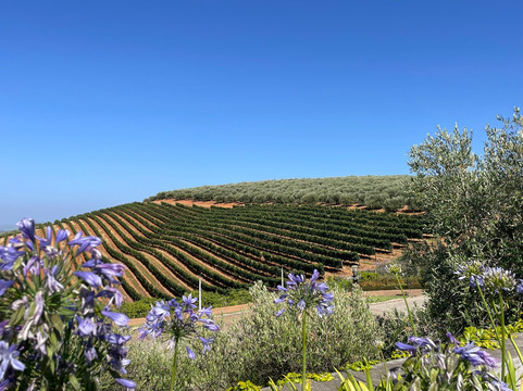 Scootours Cape Town-斯泰伦博斯必去景点