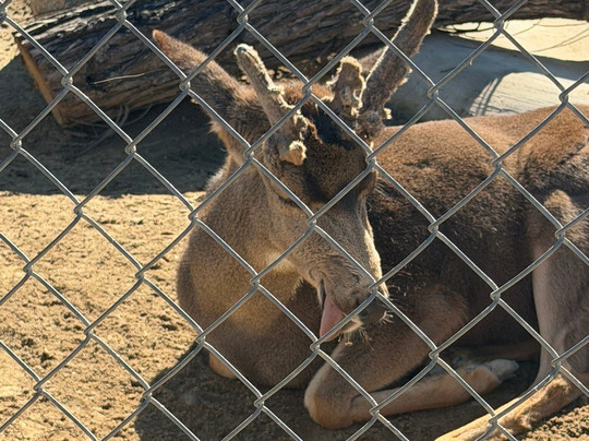 California Living Museum-贝克斯菲尔德必去景点