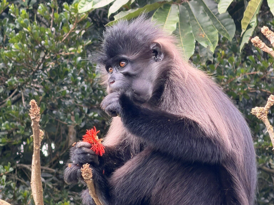 Rwanda Gorilla Trek - Day Tours-Huye必去景点