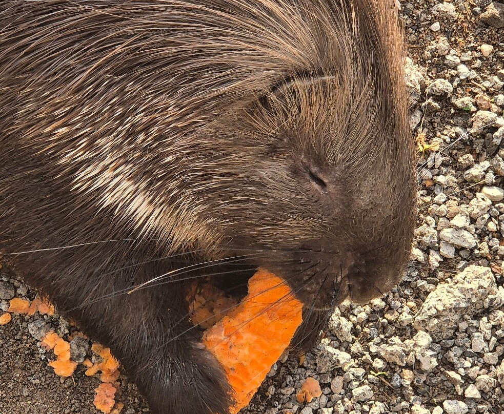 Fife Zoo-库珀必去景点