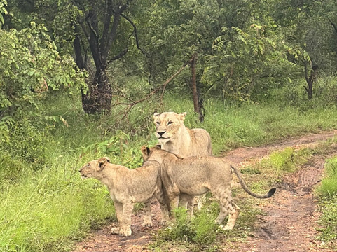 Trophy Vehicle Rentals and Transfers