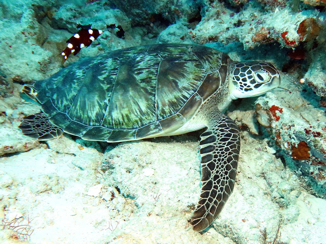DivePoint Guraidhoo-康杜玛岛必去景点