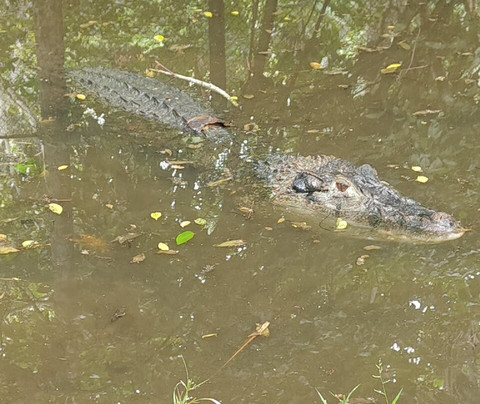 Bosque da Ciencia-玛瑙斯必去景点