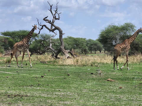 Fortes Africa-姆万扎必去景点