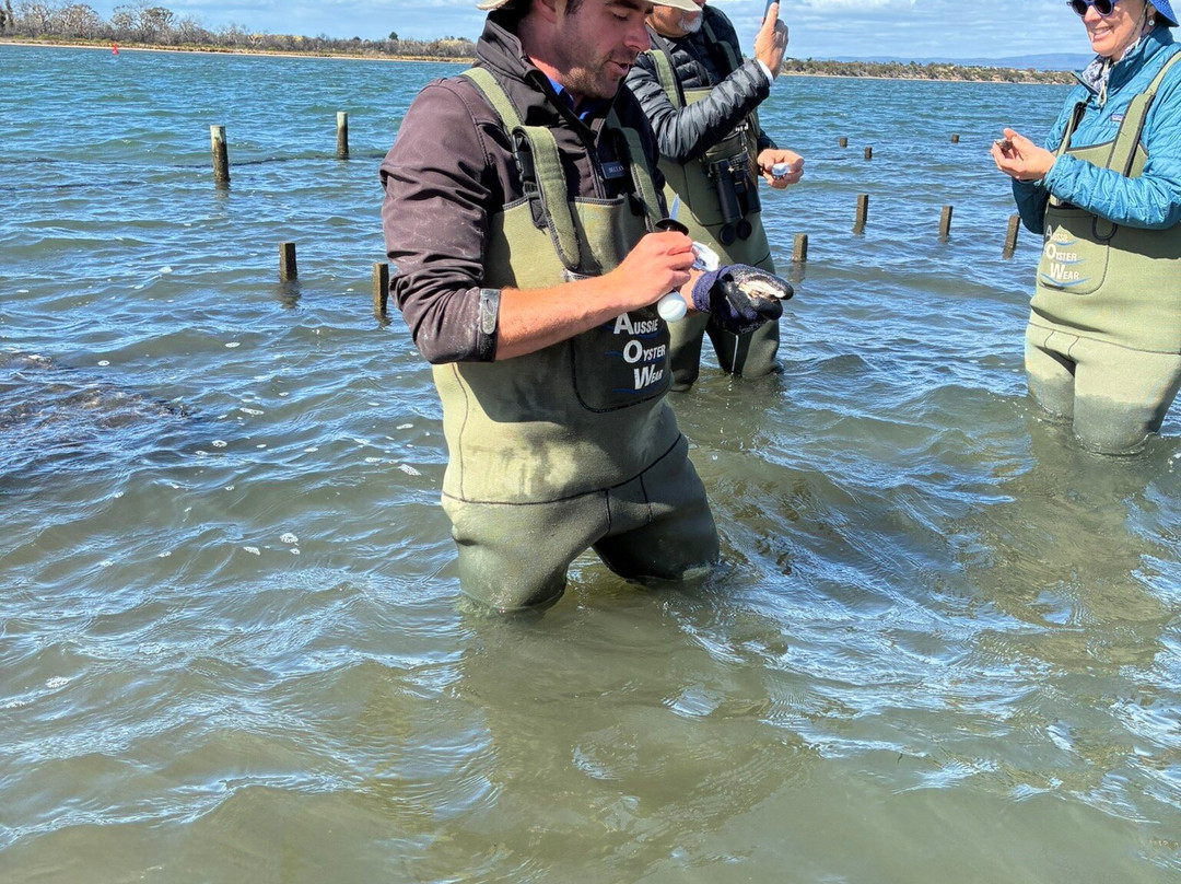 Oyster Bay Tours-科尔斯湾必去景点