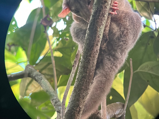 Corcovado Guia Adventures with William Mora-德雷克湾必去景点