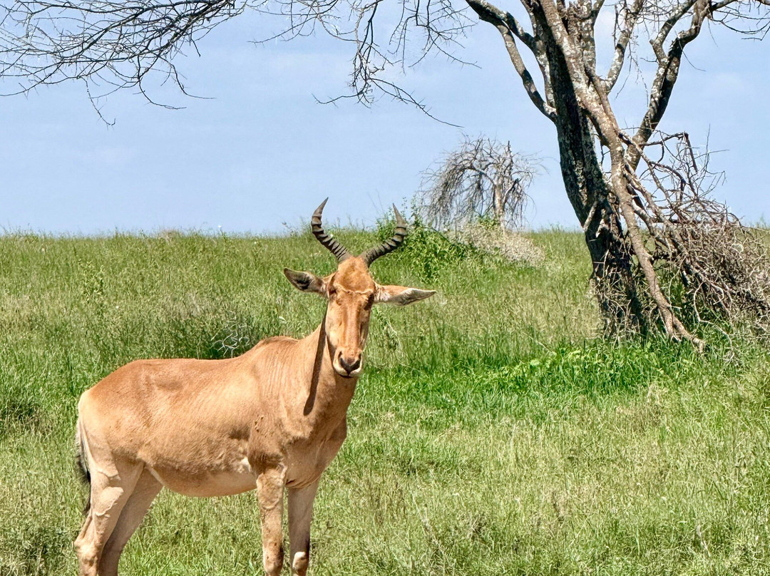 塞伦盖蒂国家公园旅游景点-Serengeti National Park