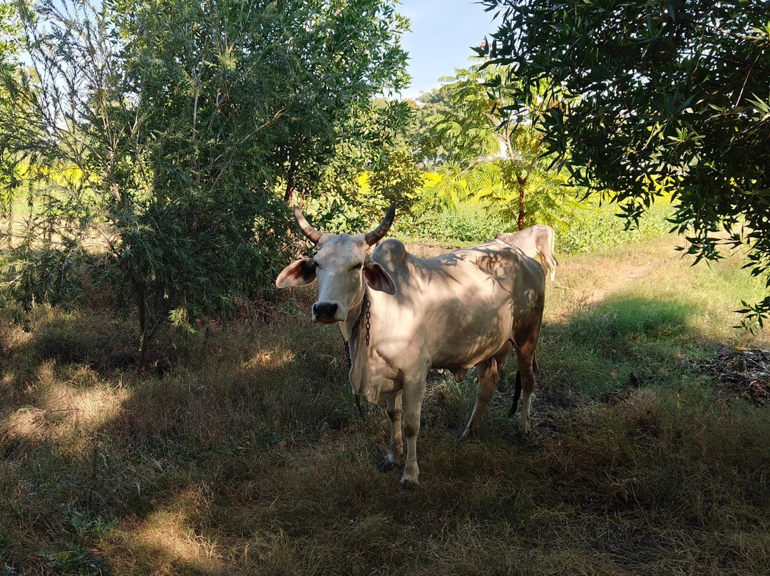 Vriksh Jawai the Farm Stay