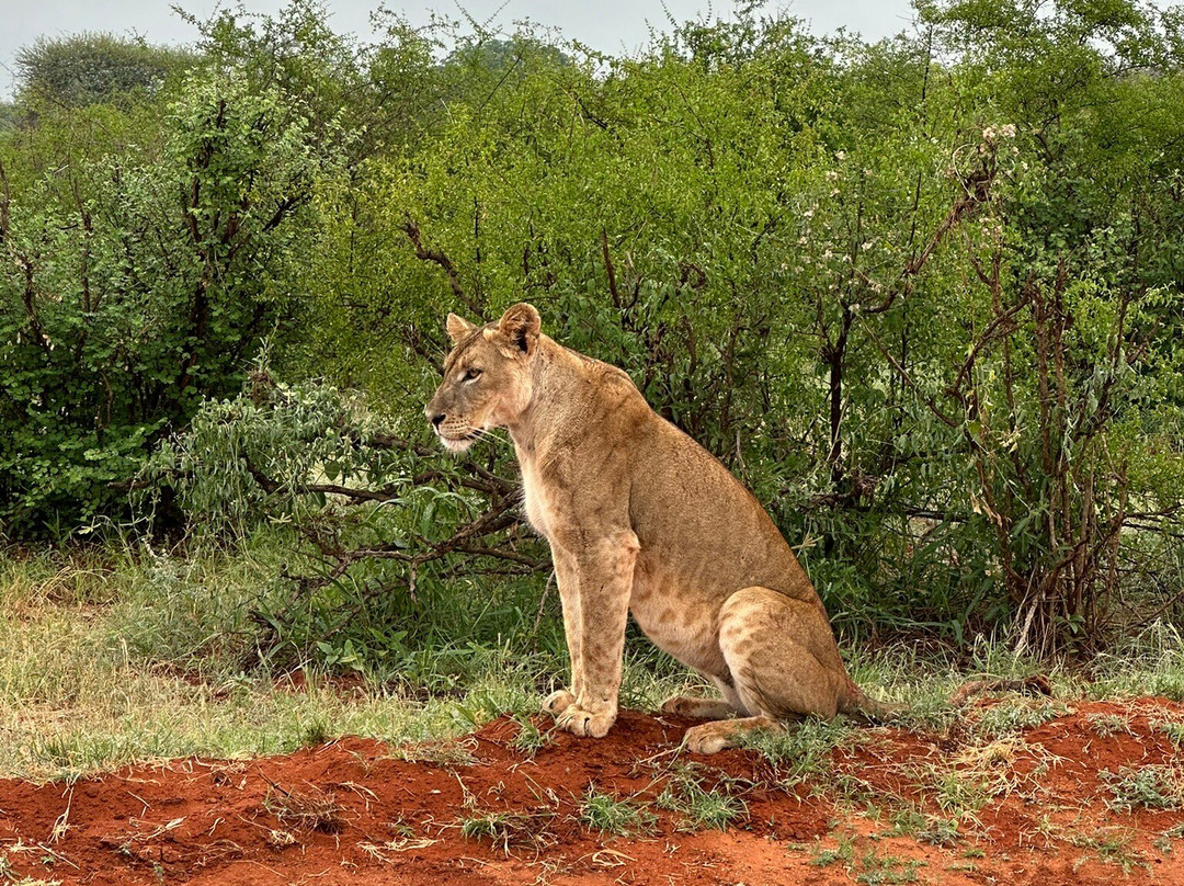 Johari Africa Adventures-迪亚尼必去景点