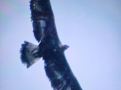 Birding Naturaleza-Plasencia必去景点