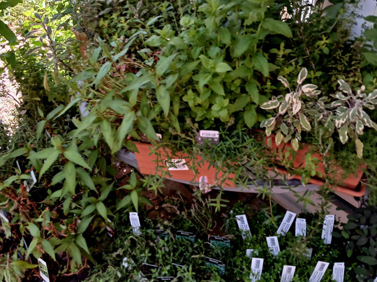 Cloudehill Nursery and Gardens-奥林达必去景点