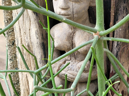 Evergreen Eco Retreat主图